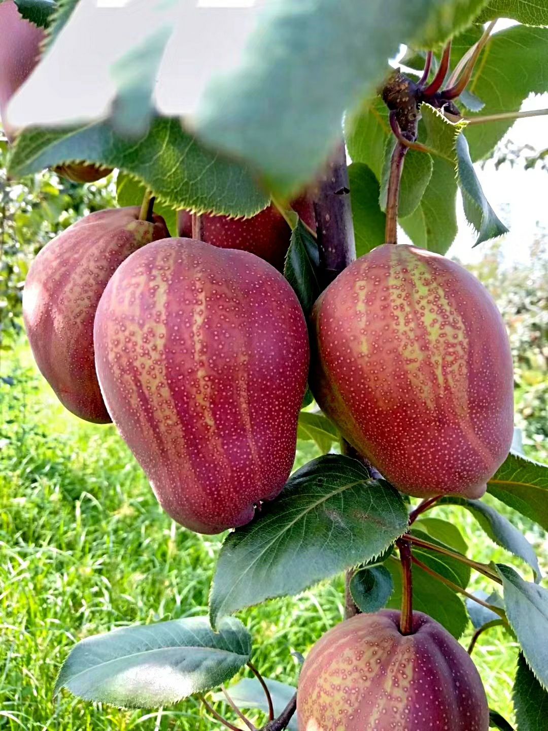 特早超甜王梨树新品种图片