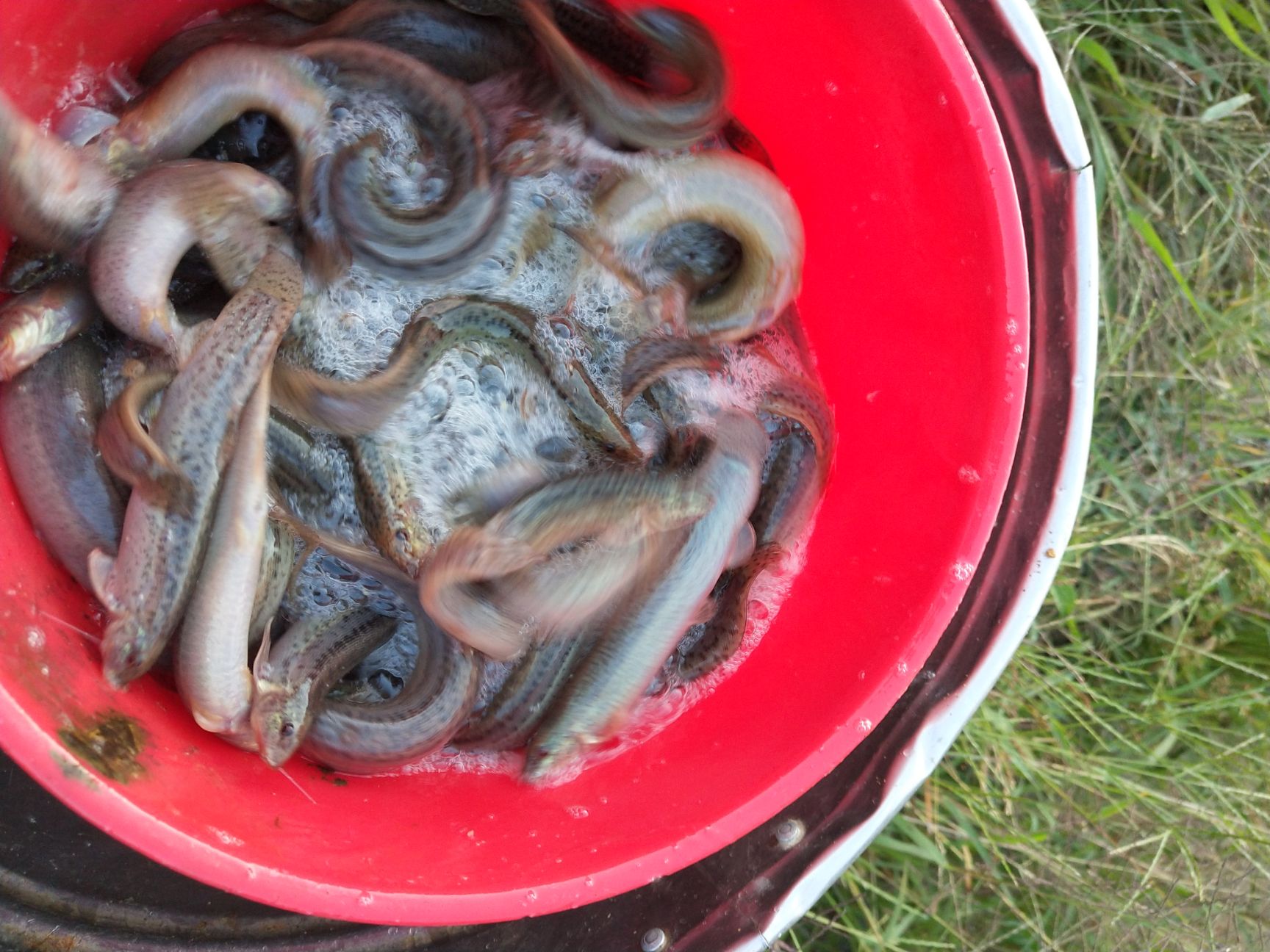 黄泥鳅 诚信经营，信誉第一。