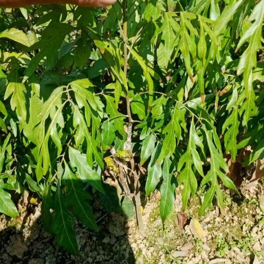 灵山县普通龙眼苗  无核龙眼苗嫁接苗盆栽地栽庭院种植带土发货