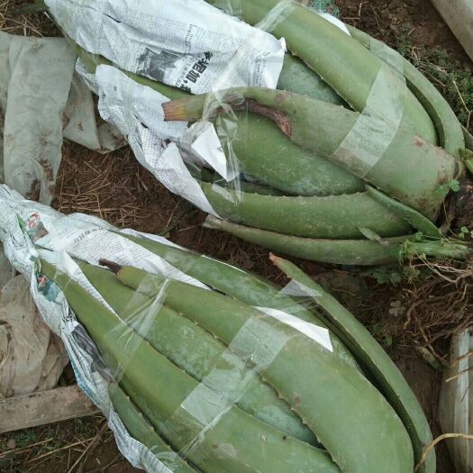 商丘 大量处理成品芦荟   苗子
