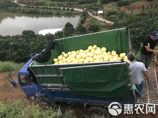 梅州红肉蜜柚，三红柚