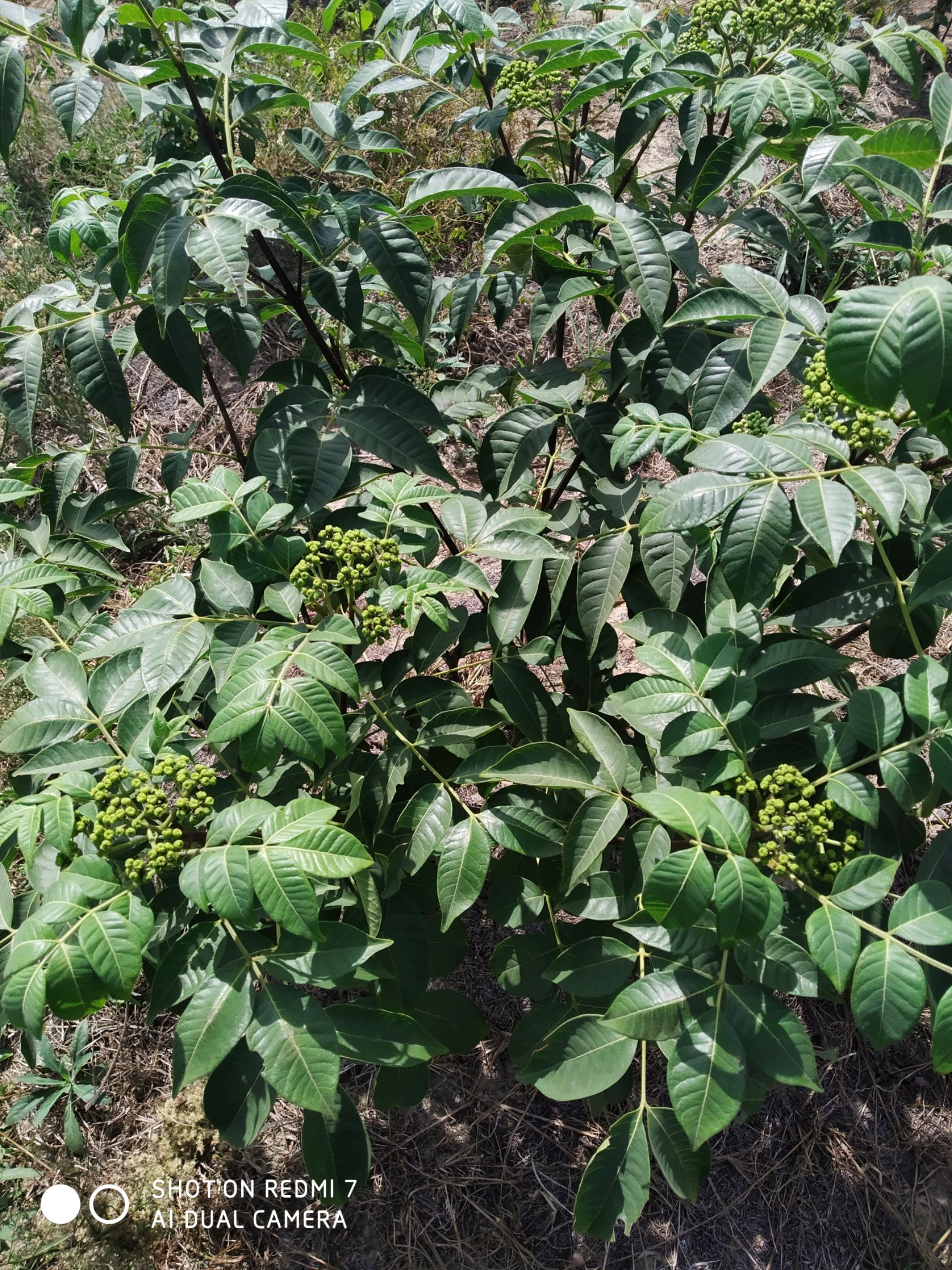  正品江西中花吴茱萸苗大量供应