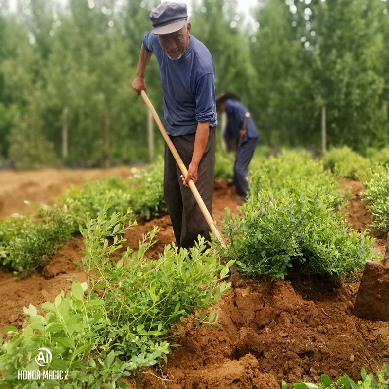  蓝丰蓝莓苗 基地直销 易成活 包邮  果粒大 高产