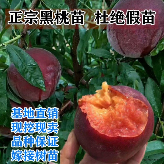 平邑县 黑桃皇后黑桃苗嫁接桃树苗