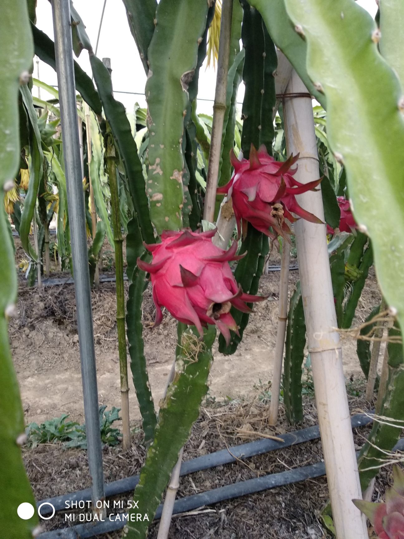  池州本地种植密宝和大红红心火龙果