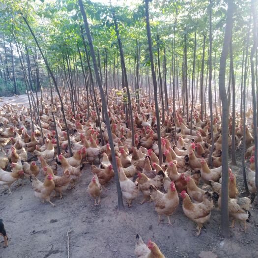 铜陵土鸡 老兵生态养殖