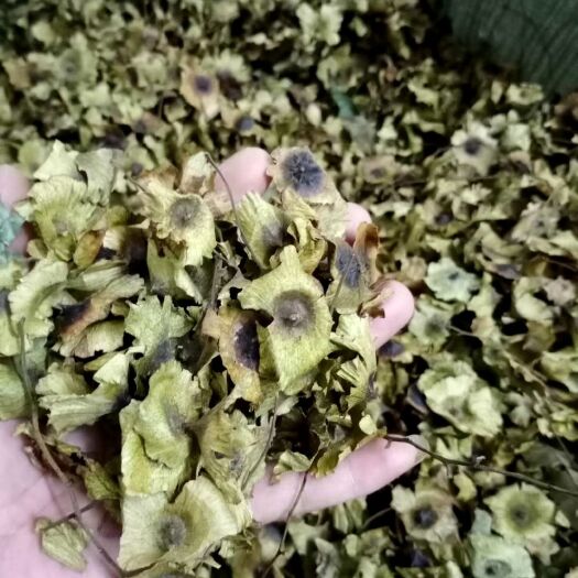 九江青钱柳种子，青钱柳绿化小苗，