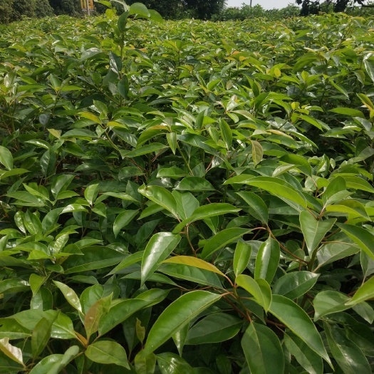 宜宾阴香  香樟油樟