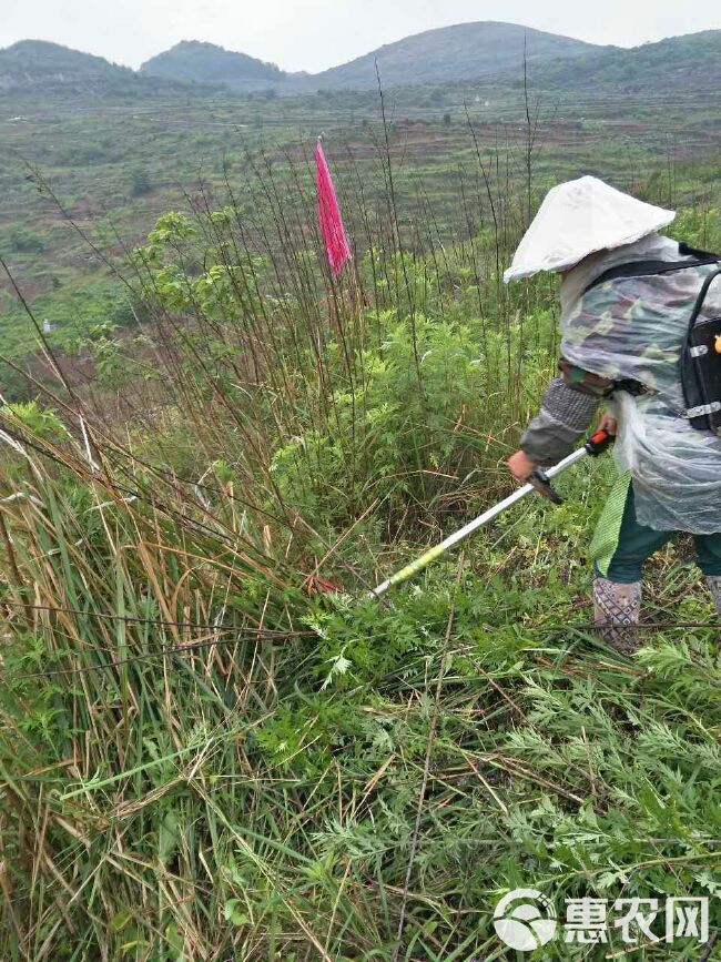  生态无公害、扶贫产业、桑叶茶、霜桑叶茶