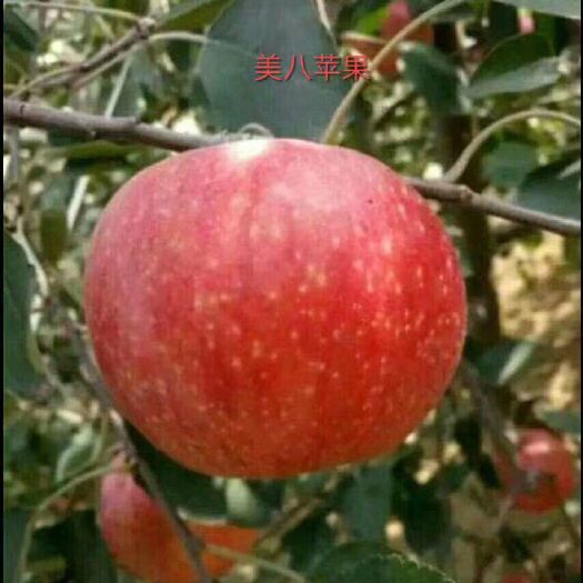 绛县苹果树苗 苹果苗
