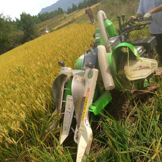 通江县高山生态大米 一等品 晚稻 粳米