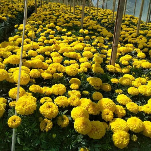 乌鲁木齐万寿菊苗 出售万寿菊