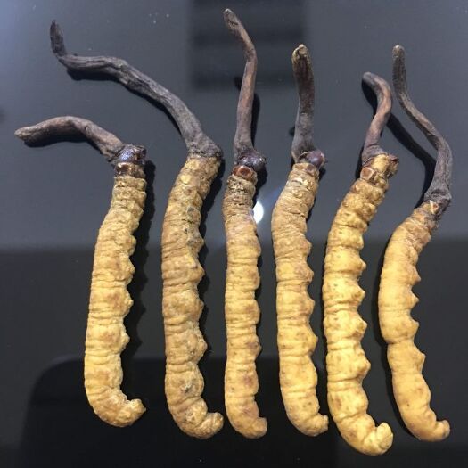 文山市 西藏那曲冬虫夏草断草肉草小草大草