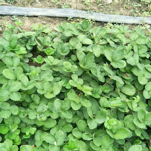 沭阳县久香草莓苗 10~20公分 地栽苗