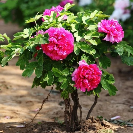 平邑县 牡丹花苗  花牡丹 花香易成活 包邮