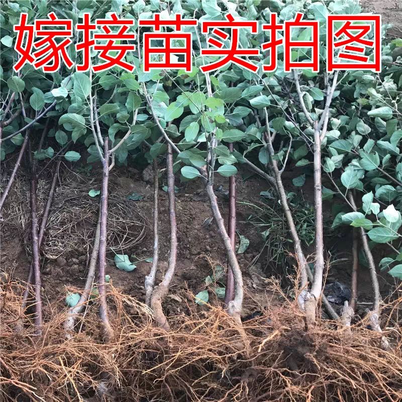  黑钻苹果树苗 基地直销 自家育苗 品种保证 现挖现卖