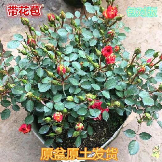 淮安 大花月季苗品种月季玫瑰月季花苗大苗室内外庭院盆栽花卉包邮