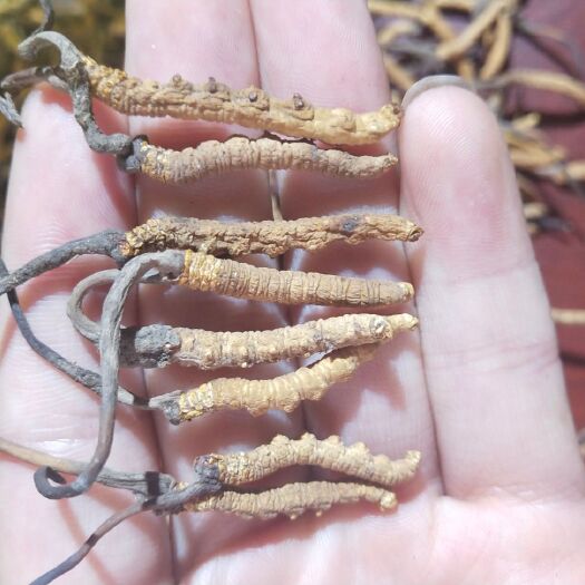 西宁玉树冬虫夏草黄眼睛非低海拔红眼睛