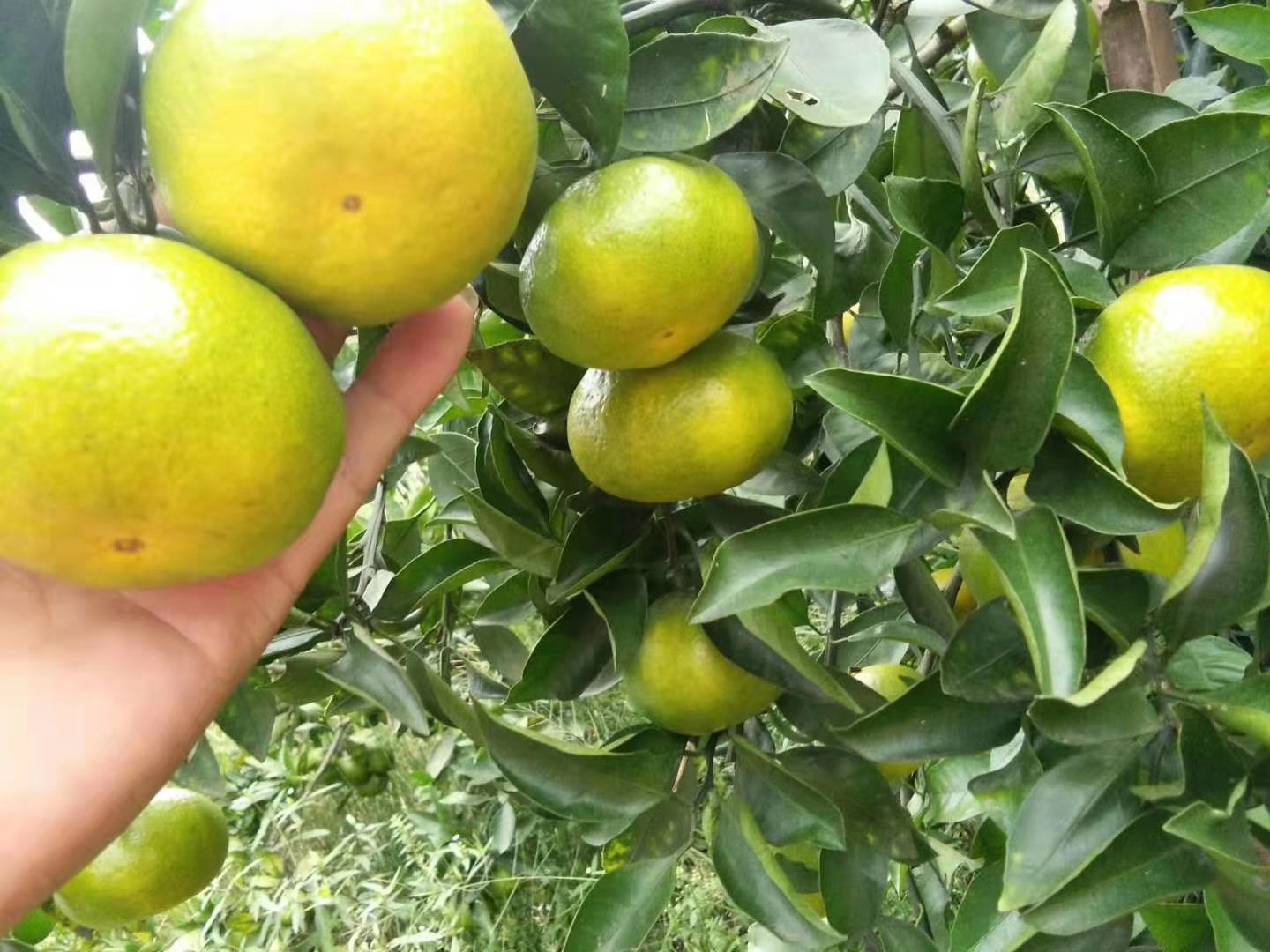 密桔，特早大量上市中，有需要的老板联系