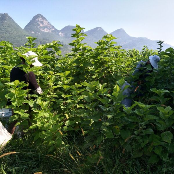  生态无公害、扶贫产业、桑叶茶、霜桑叶茶