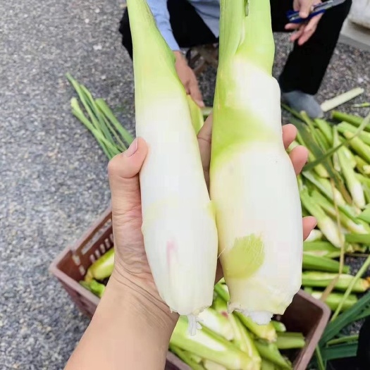 济南 自家茭白上市，量大优惠！