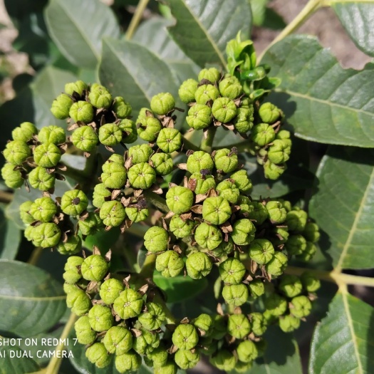 南昌 正品江西中花吴茱萸苗大量供应