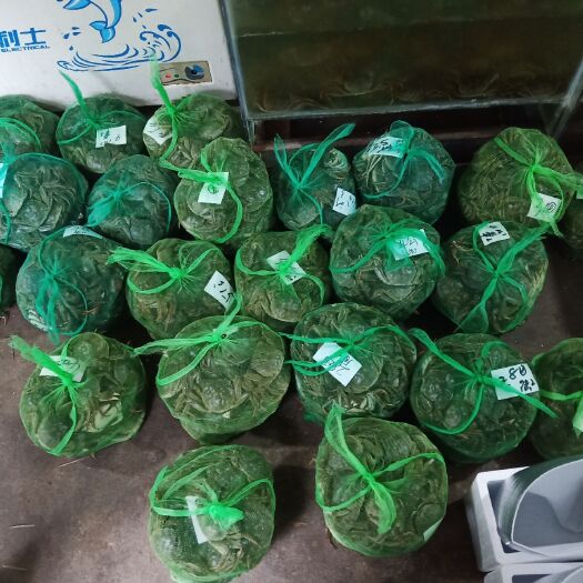 泰州 溱湖簖蟹一来自国家5A景区溱湖。大闸蟹中的精品！