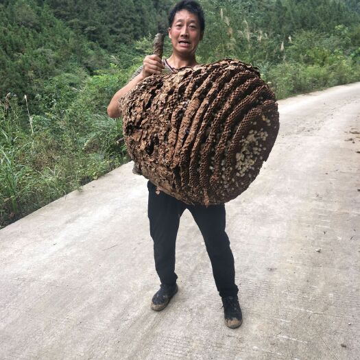 镇巴县百花蜜 野生虎峰