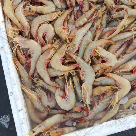湛江 天然海虾，美味超嫩，口感好