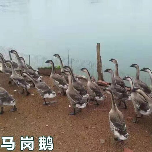 南宁马岗鹅苗