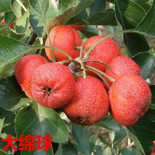 平邑县 山楂树苗大棉球