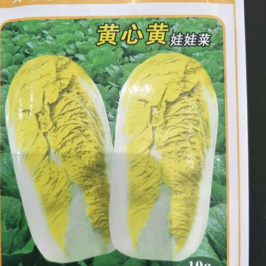石家庄 娃娃菜种子   极早熟，耐抽苔，品质、质量有保障
