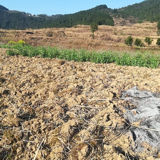 松桃县水田 现成土地出租