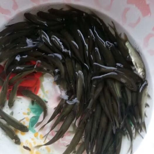 重庆市 淡水鱼苗批发零售养殖场可送货上门