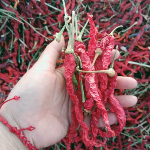 沙湾市高辣819干辣椒 新疆特产线辣椒，种植面积大，颜色亮丽，口味纯正欢迎实地考察。