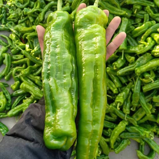 夏邑县301辣椒 10~15cm 微辣 靑色