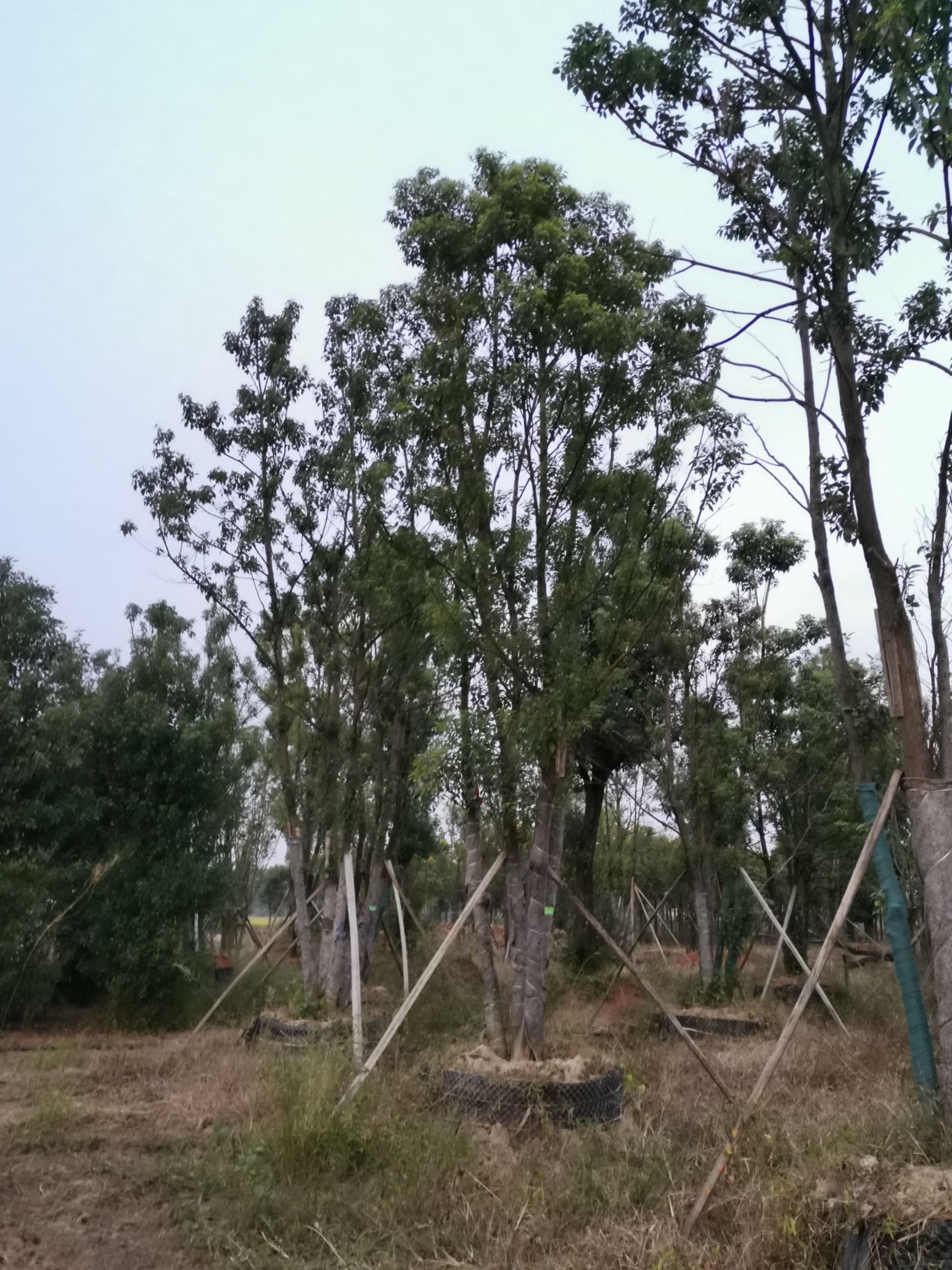 丛生全冠香樟