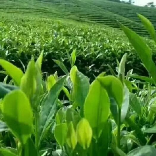 汝城县高山绿茶 高山秋茶