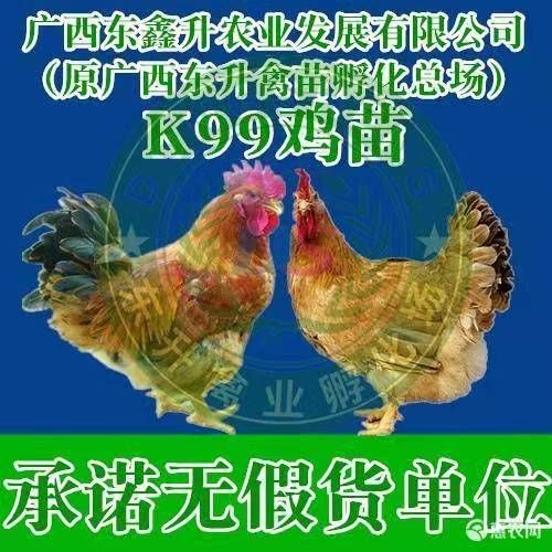 南宁 k9麻黄鸡苗～～承诺无假货单位