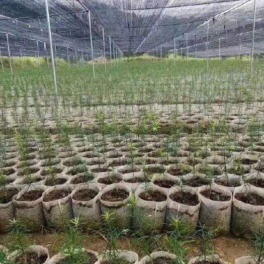 怀宁县育苗袋/育苗杯/容器袋 可降解免脱袋的育苗袋