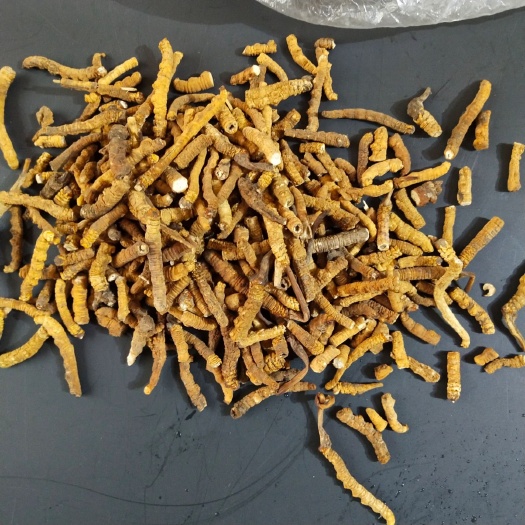 西宁 冬虫夏草断草大肉节
