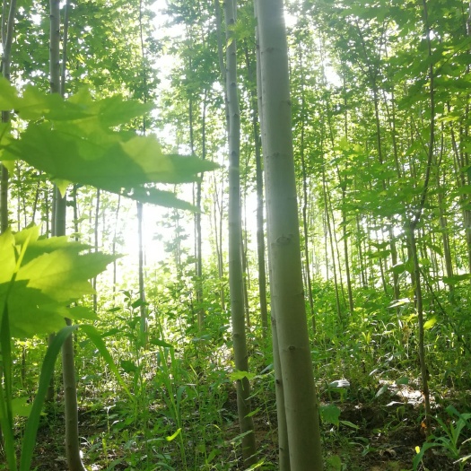 庆城县 今秋明春3-5公分美国红枫秋火焰大量出货