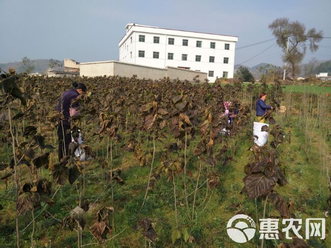  生态无公害、扶贫产业、桑叶茶、霜桑叶茶