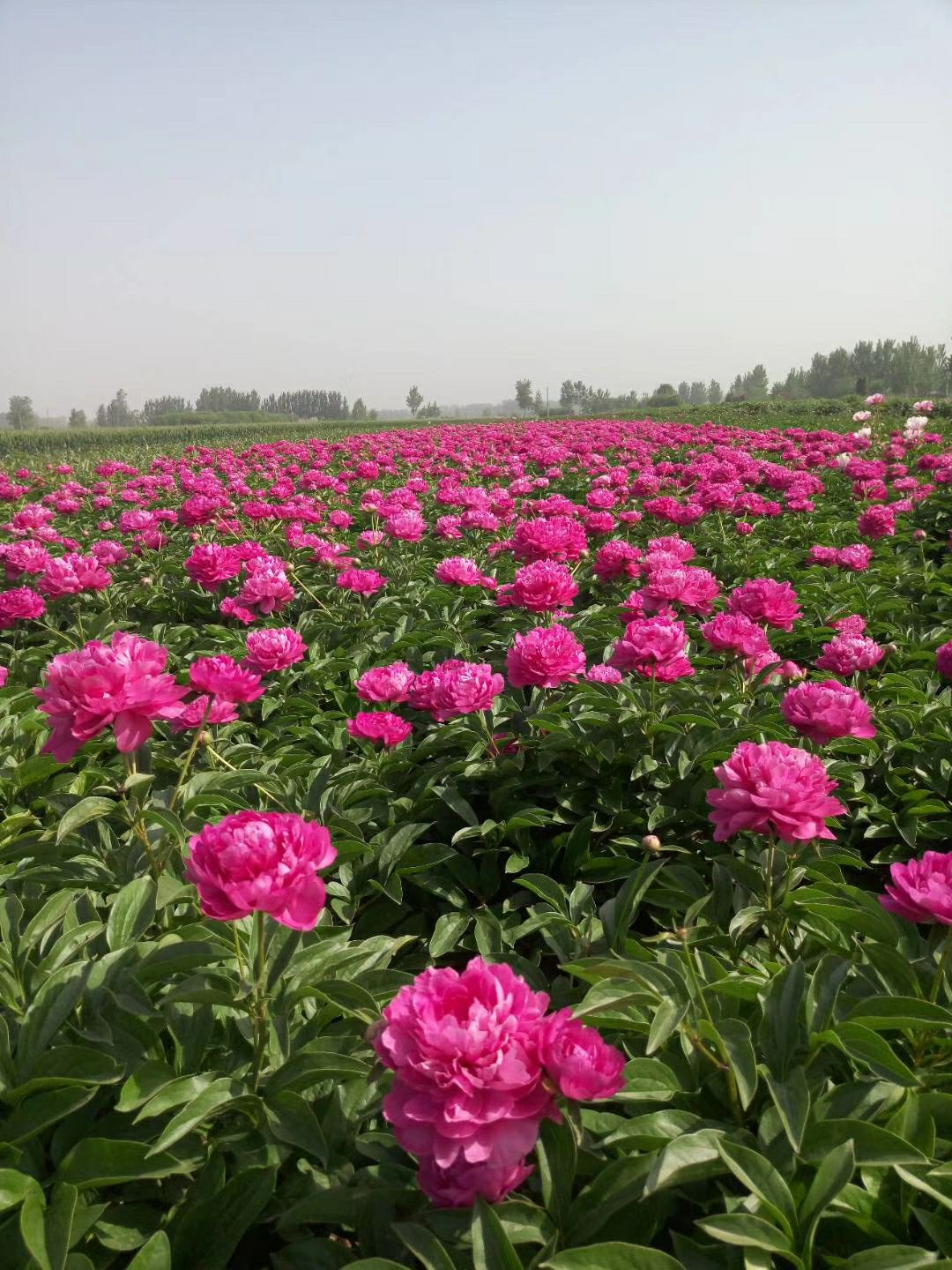 草芍药  【爆款推荐】芍药，观赏芍药，保开花，多层花，保品种