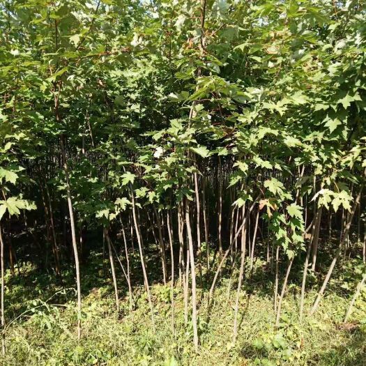 沂源县美国红枫苗 美国红枫