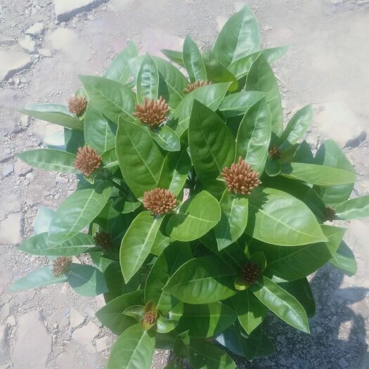 佛山龙船花