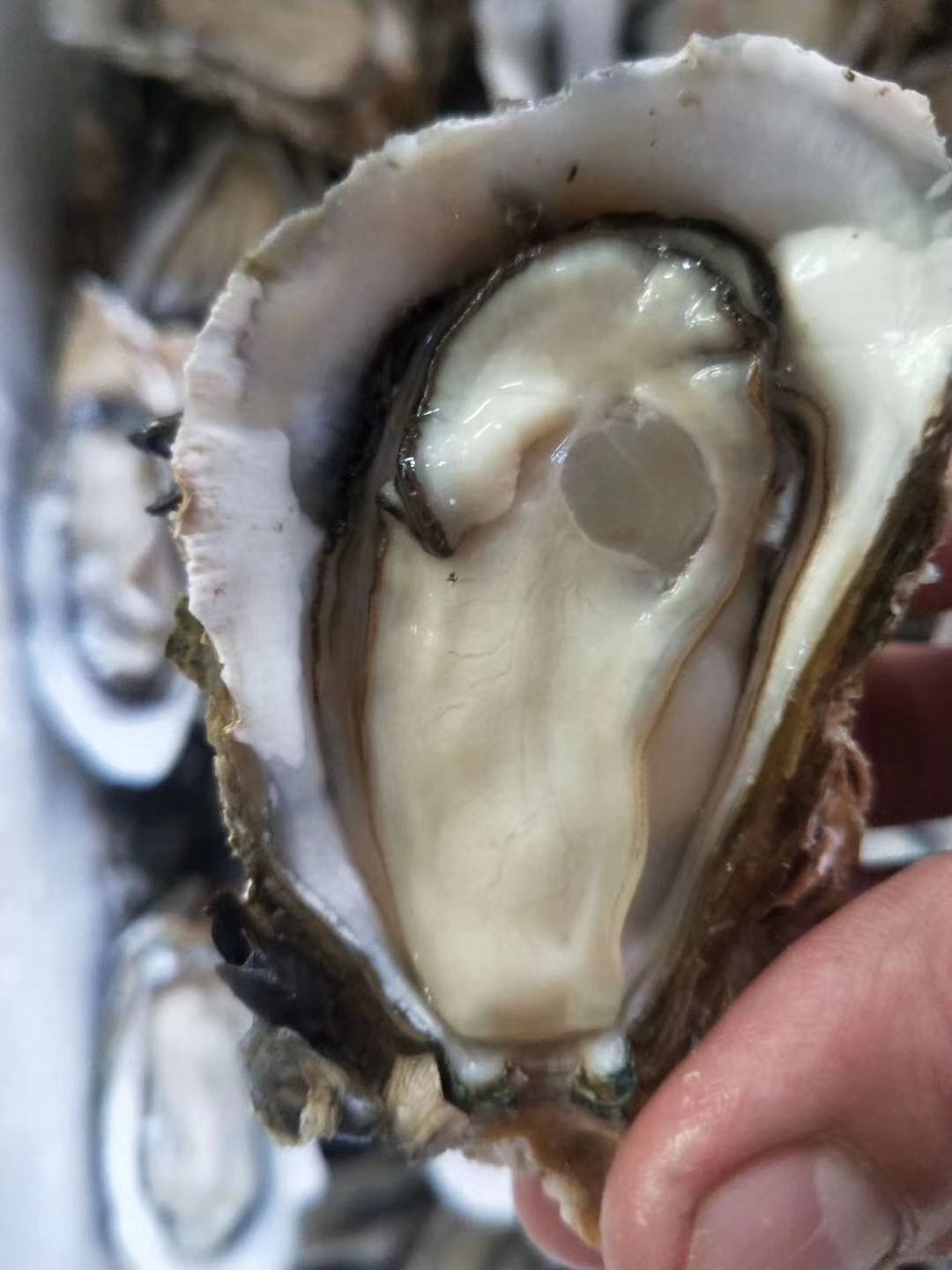 防城港生蚝 湛江蚝（13）版