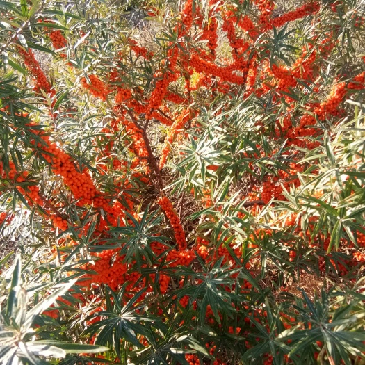 额敏县 优质高产的深秋红大果沙棘苗