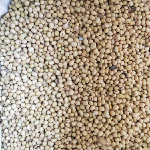 青岛黄大豆 优质黄豆