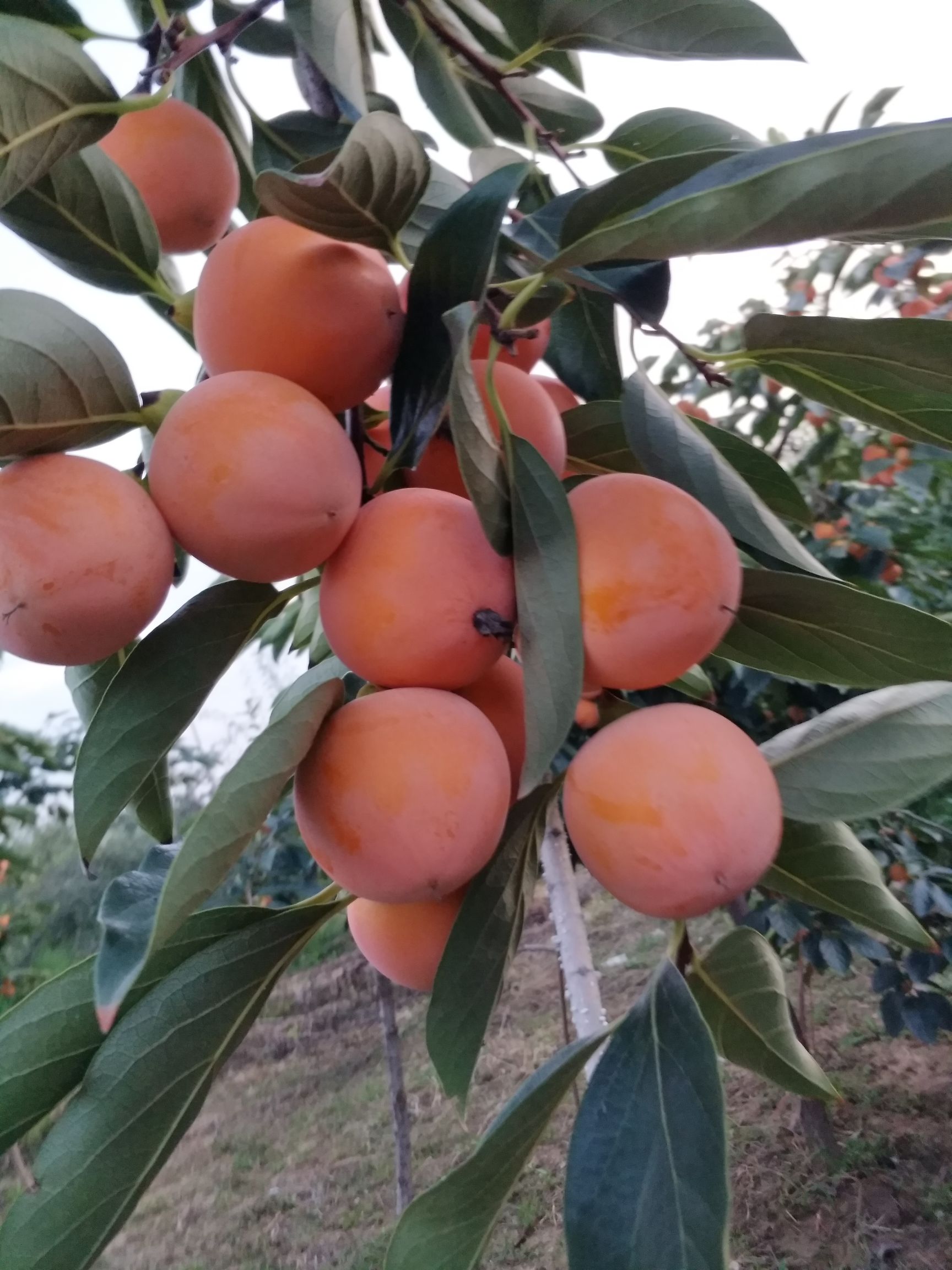 葫芦柿  皮薄无核，超甜
